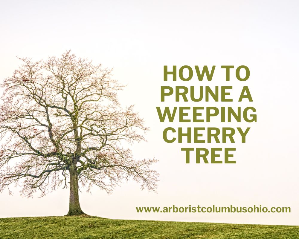 How to Prune a Weeping Cherry Tree